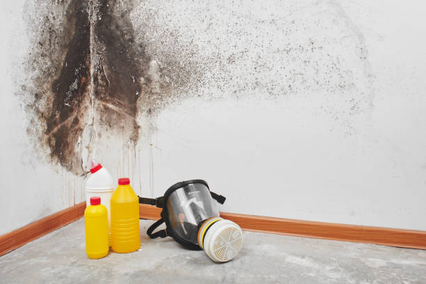 Professional Mold Removal in Arcadia, FL