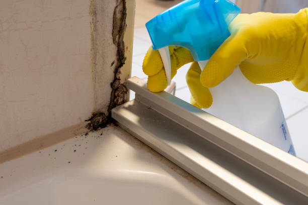 Best Mold Removal Process  in Arcadia, FL