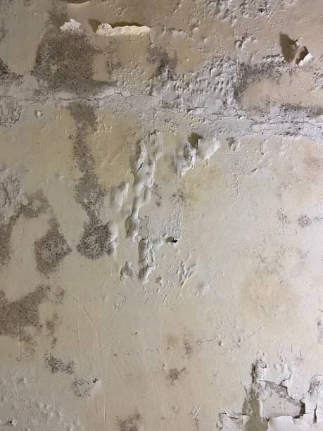 Best Office Mold Removal Services  in Arcadia, FL