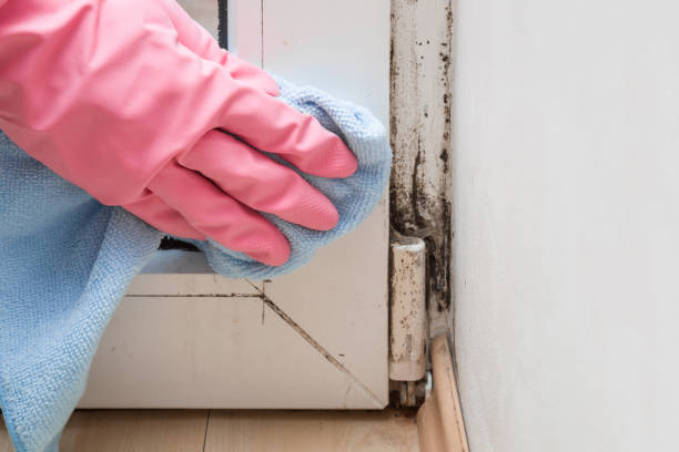 Best Black Mold Removal  in Arcadia, FL