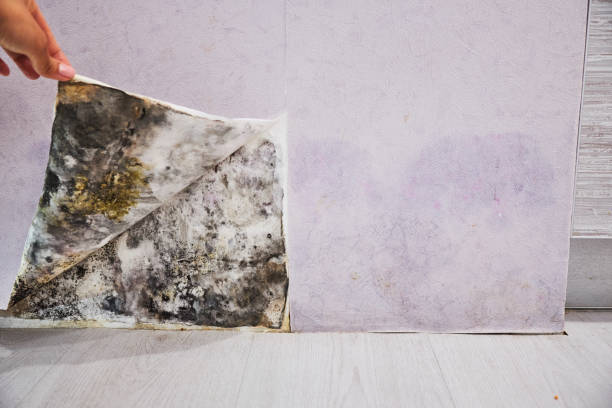 Best Mold Remediation  in Arcadia, FL